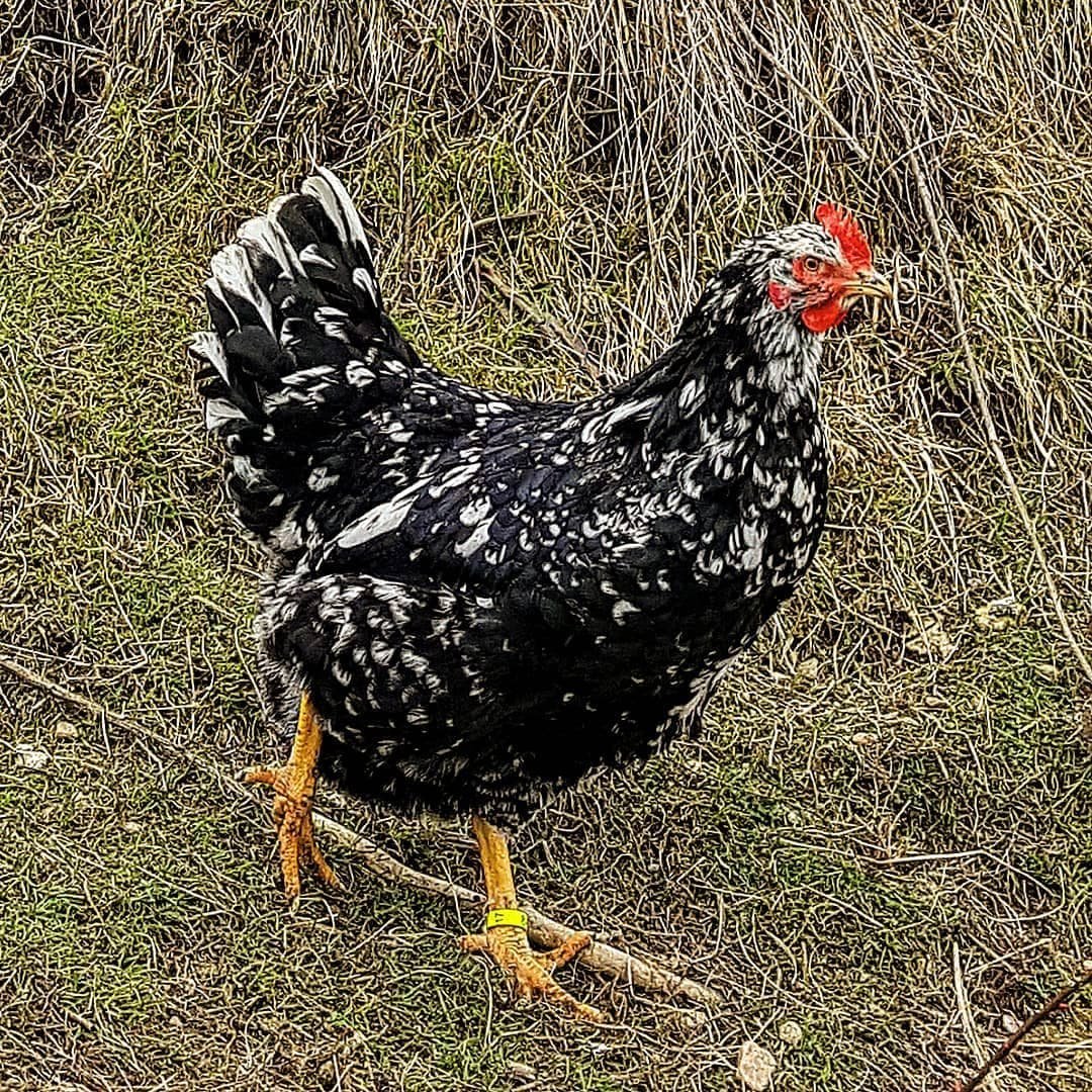 Курица машет крыльями