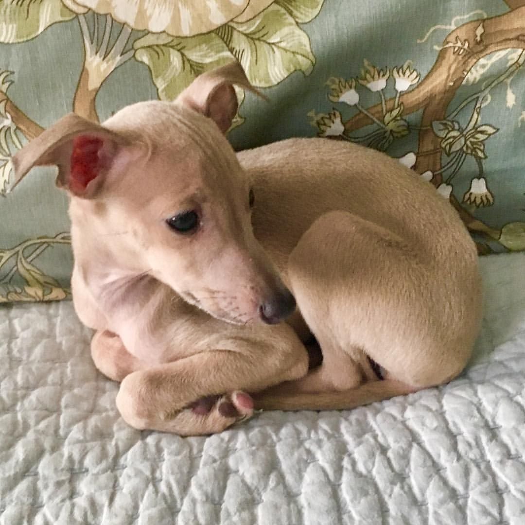 Пафосная Левретка