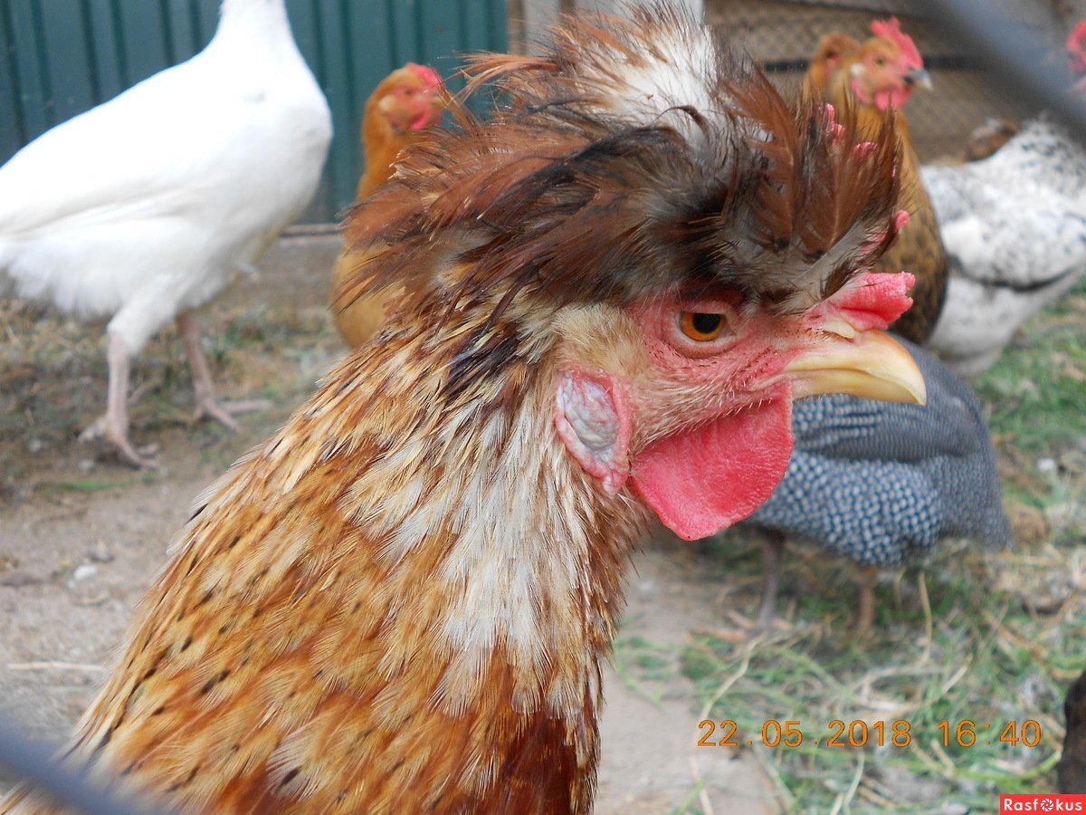 Марат петух