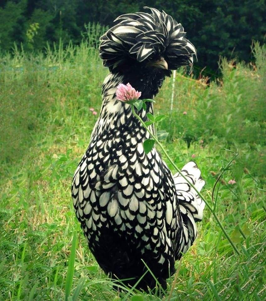 Курочка для детей