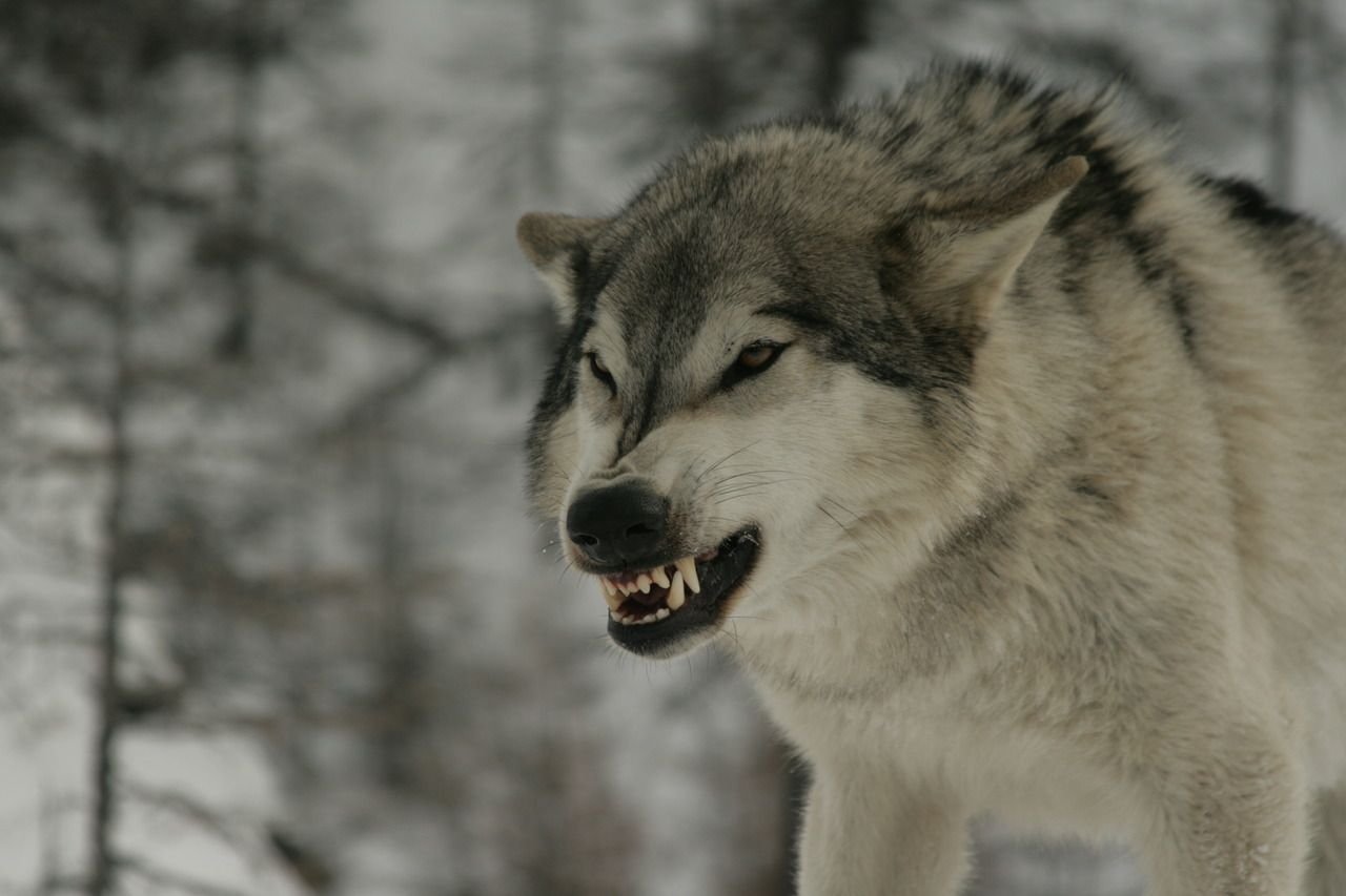 Пасть серого волка. Волк серый. Оскал волка. Злой волк. Оскалившийся волк.