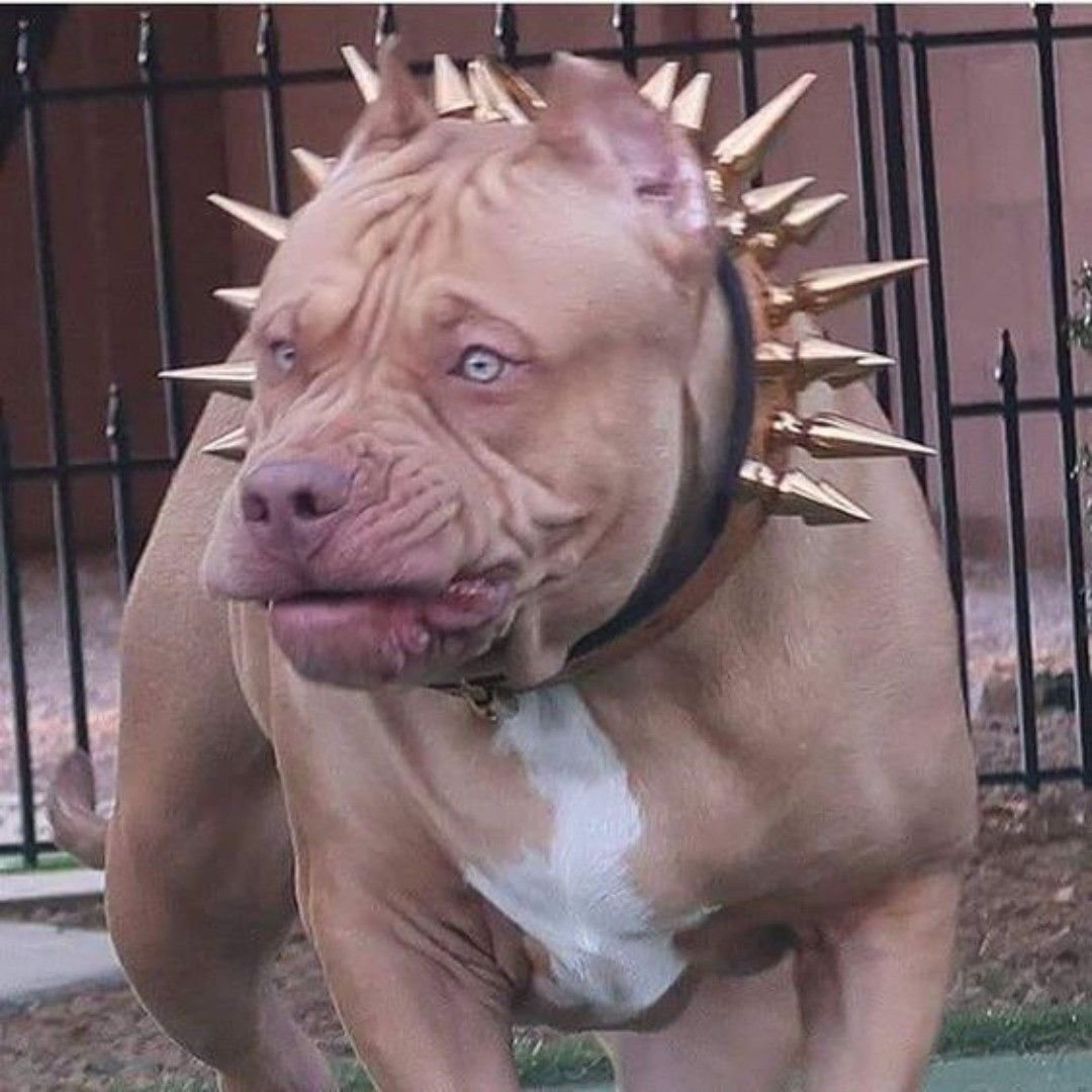 Бультерьер булли