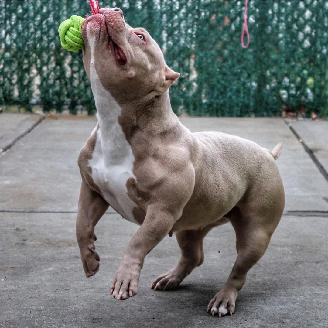 Стаффордширский терьер булли