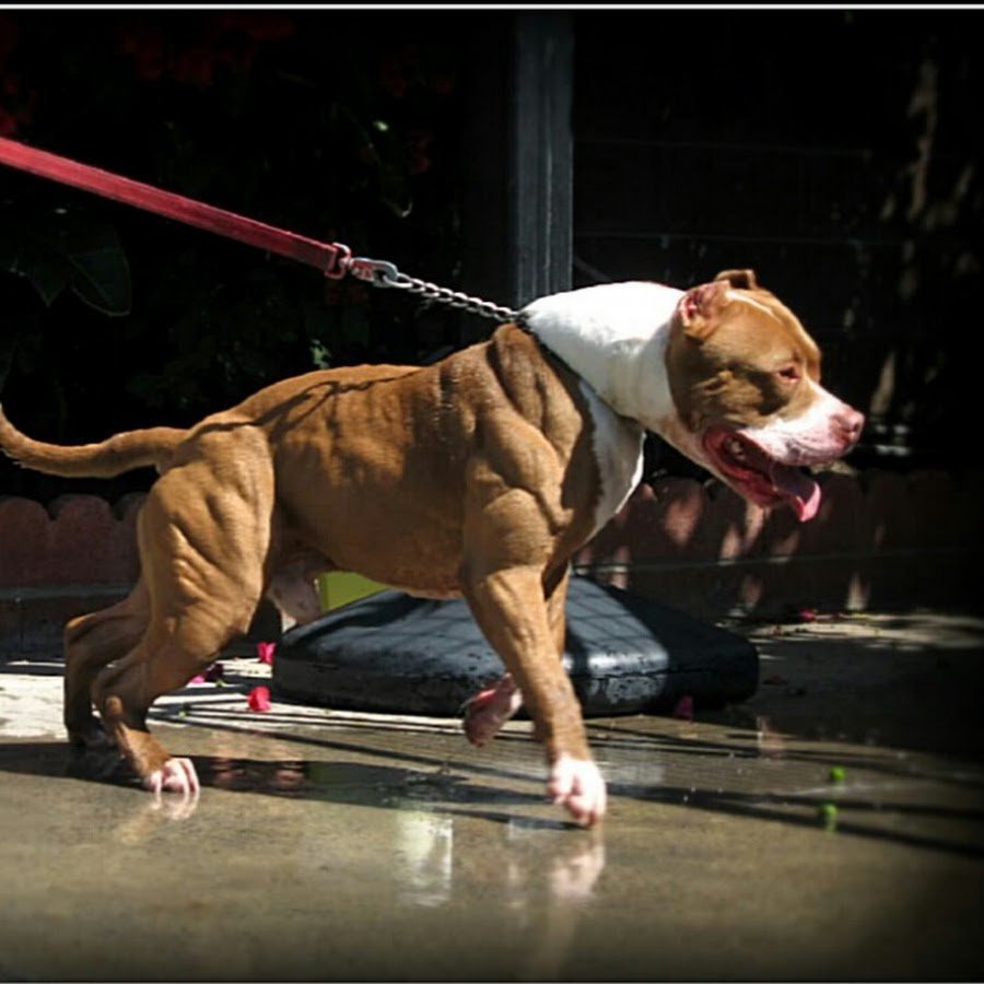 Собака на стероидах