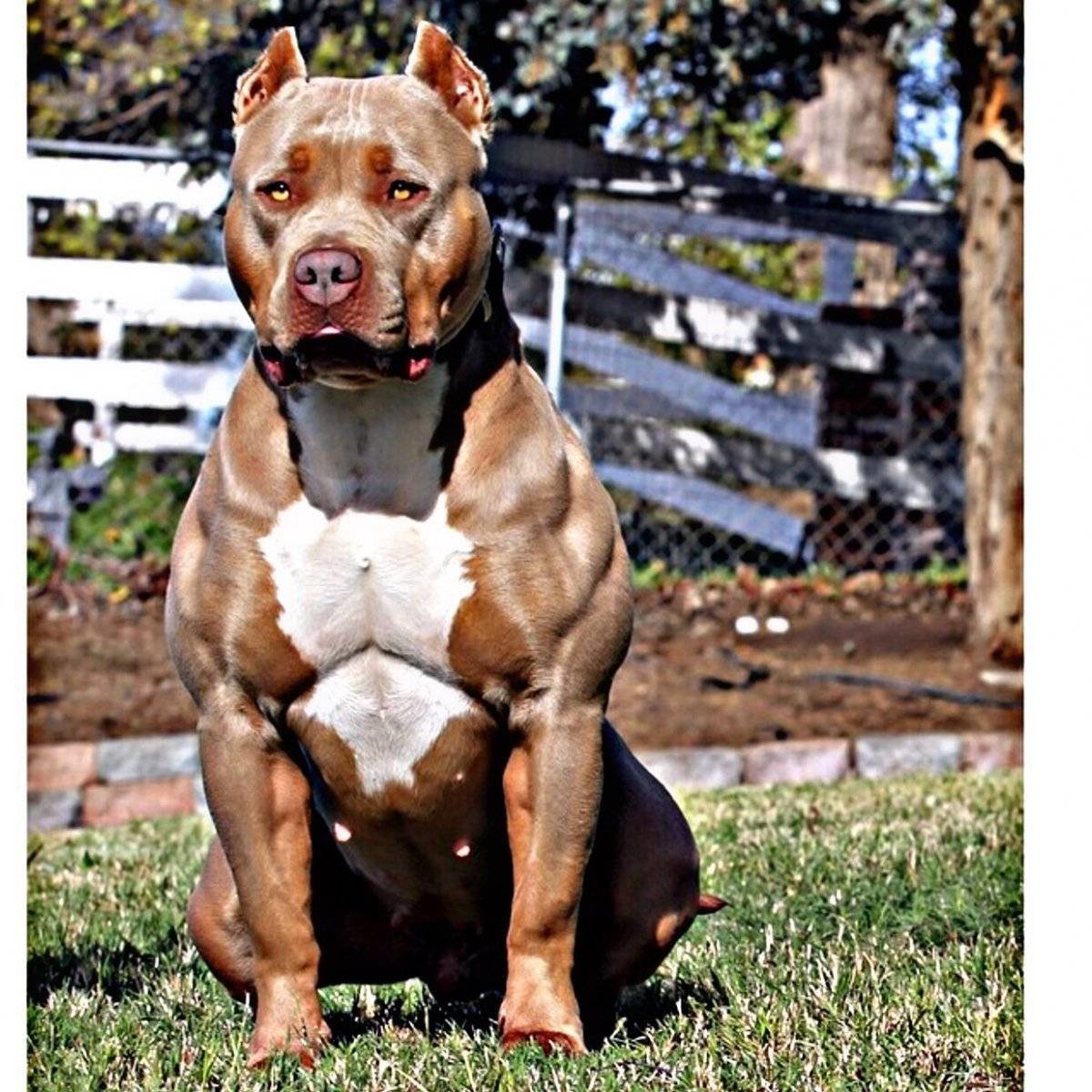 Американский стаффордширский терьер качок