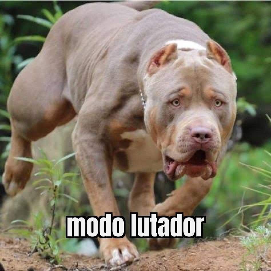 Американский булли мастиф