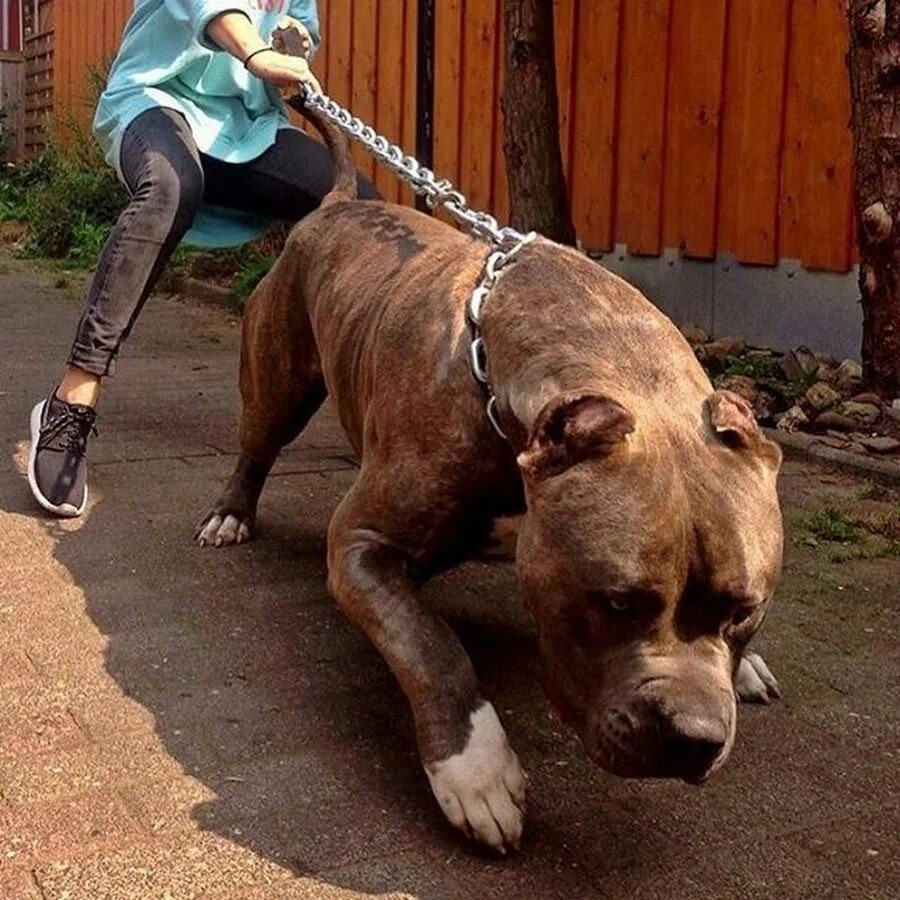 Американский питбуль мышцы