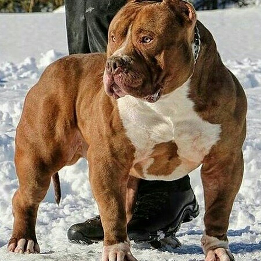 Очень сильная собака