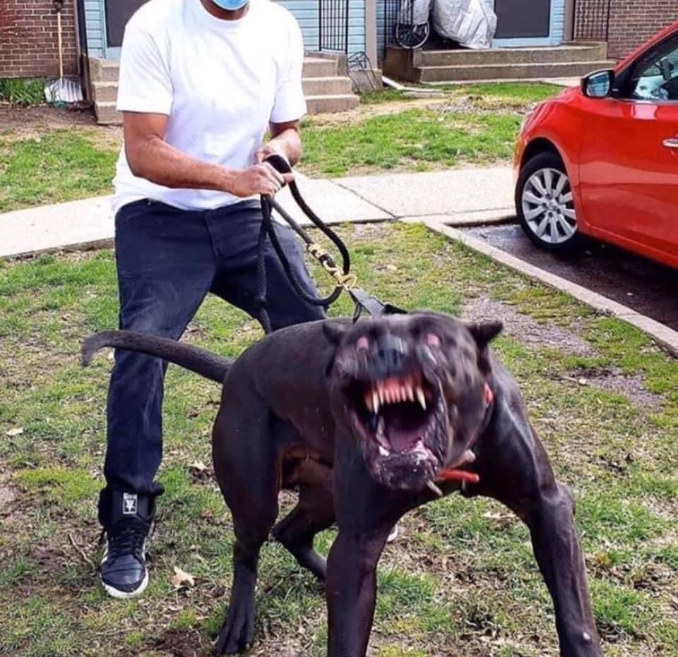 Американский питбультерьер качок