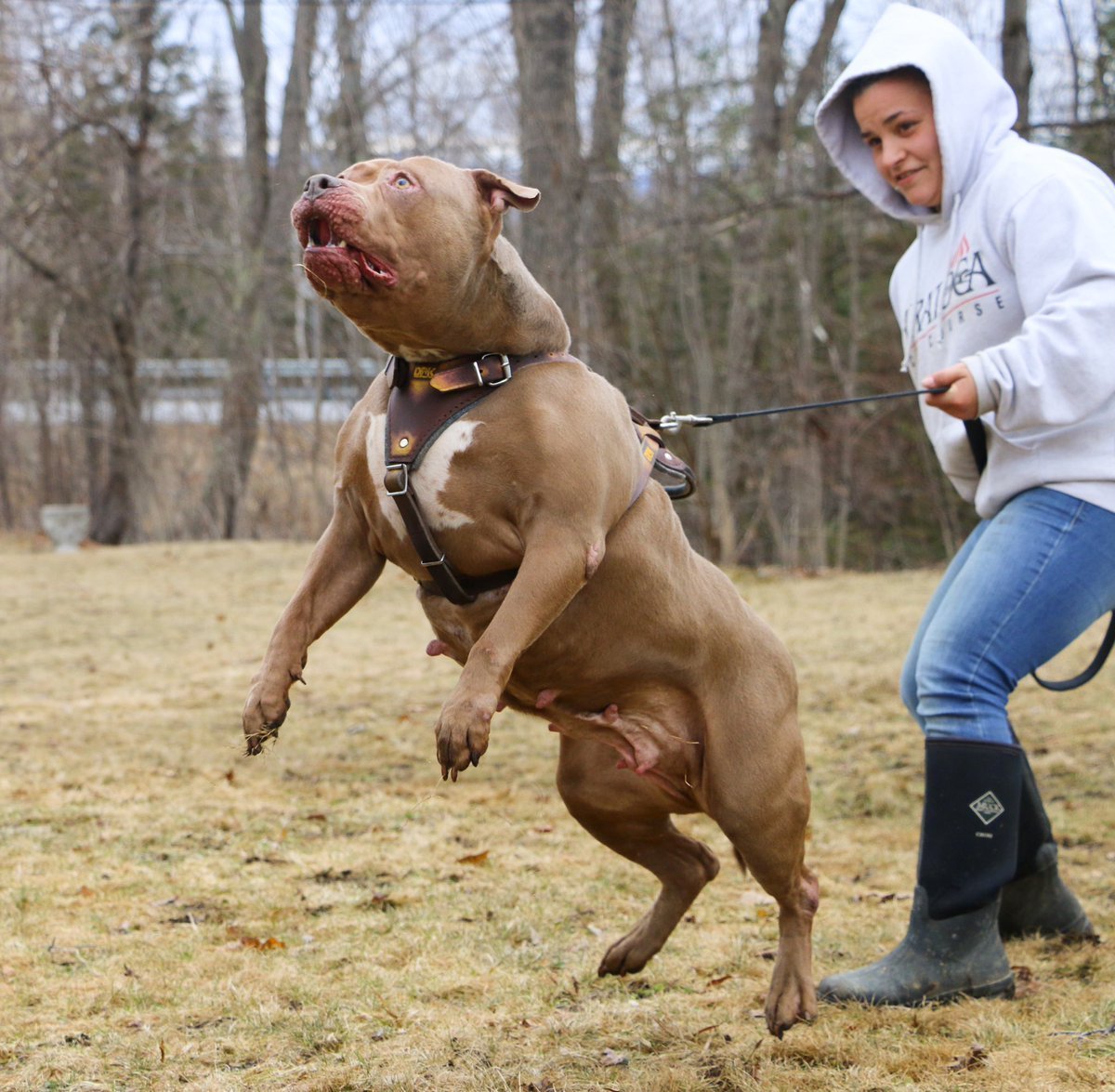 Бульдог мускулистый