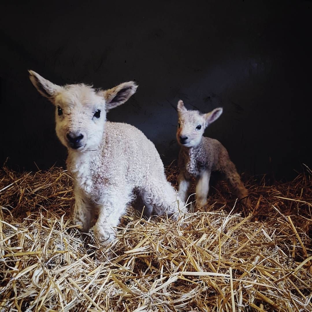 Домашние козлята