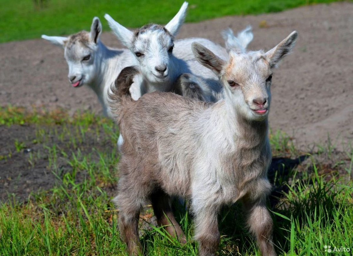 Милые козлята