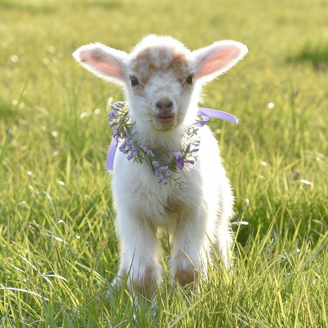 Камерунские Карликовые козы