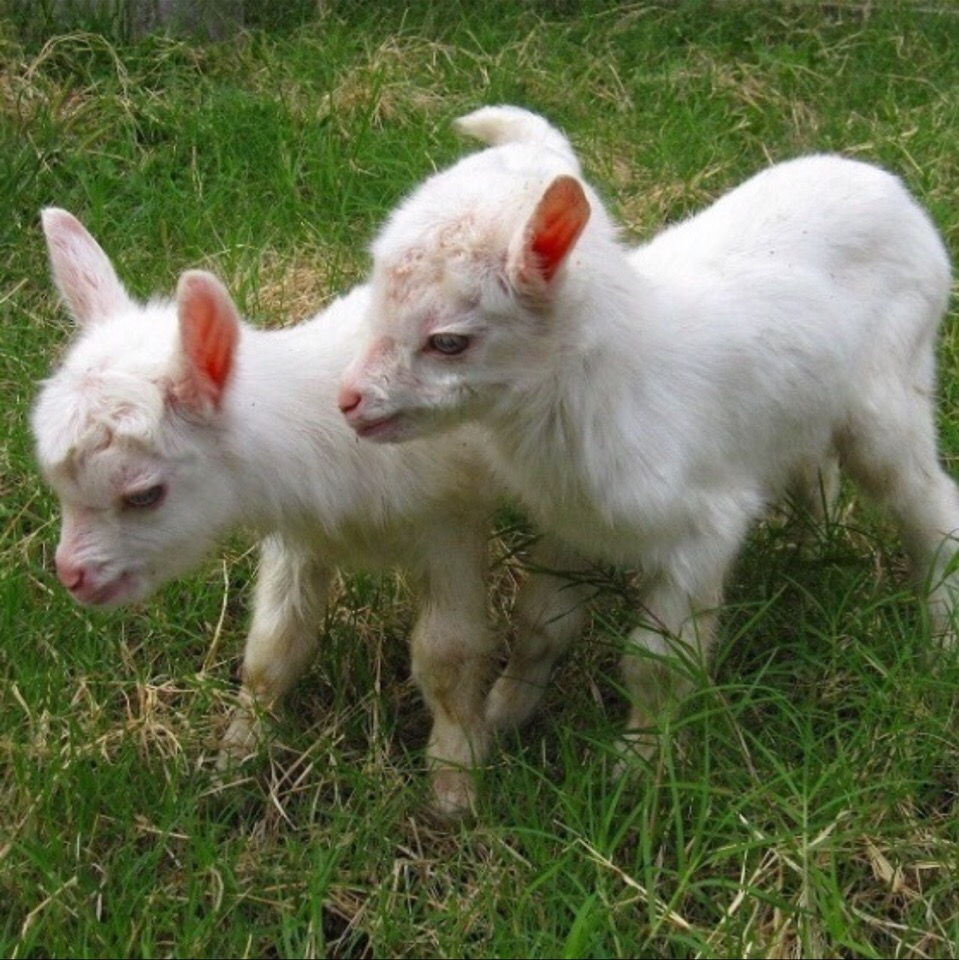 Маленькая козочка