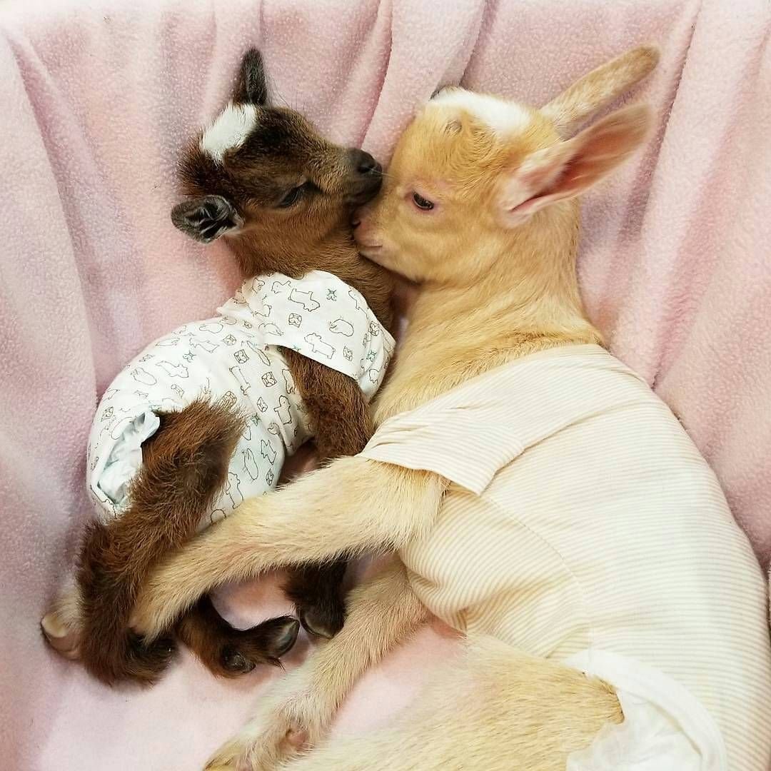 Красивая коза