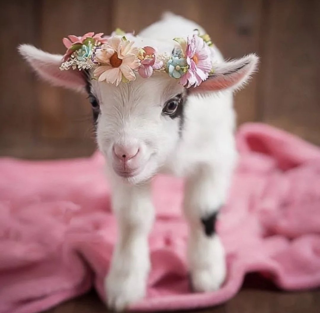 Очень маленькие козлята