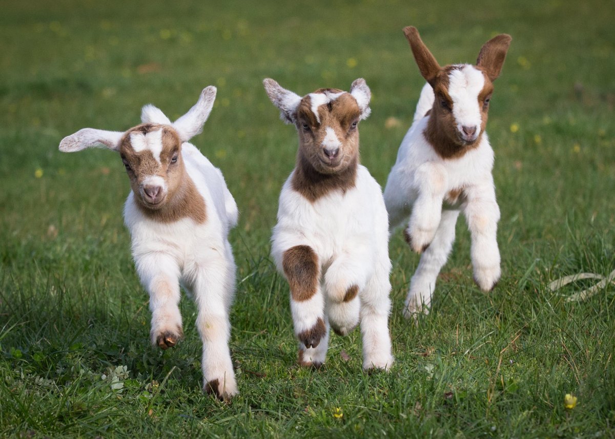 Мини козы камерунские