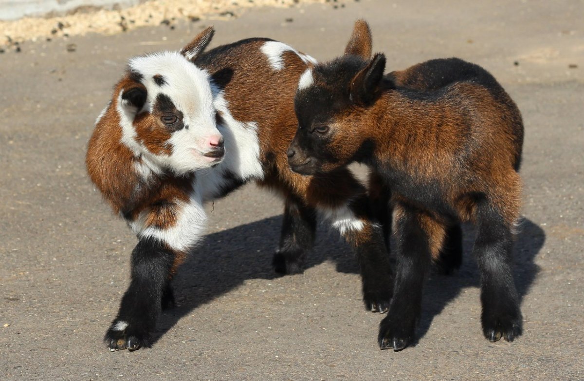 Маленькая козочка