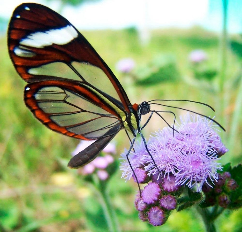 Стеклянная бабочка Грета ото