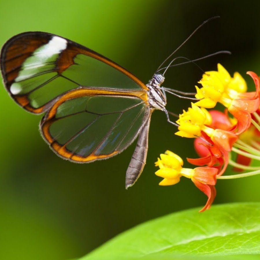 Бабочка Гретта Отто