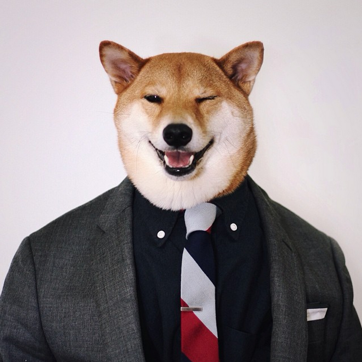 Сиба ину боди