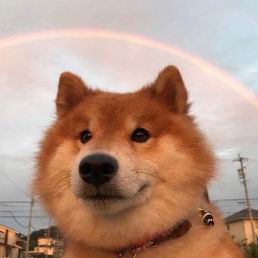 Акита ину щечки