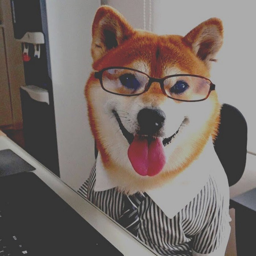 Сиба ину на аву