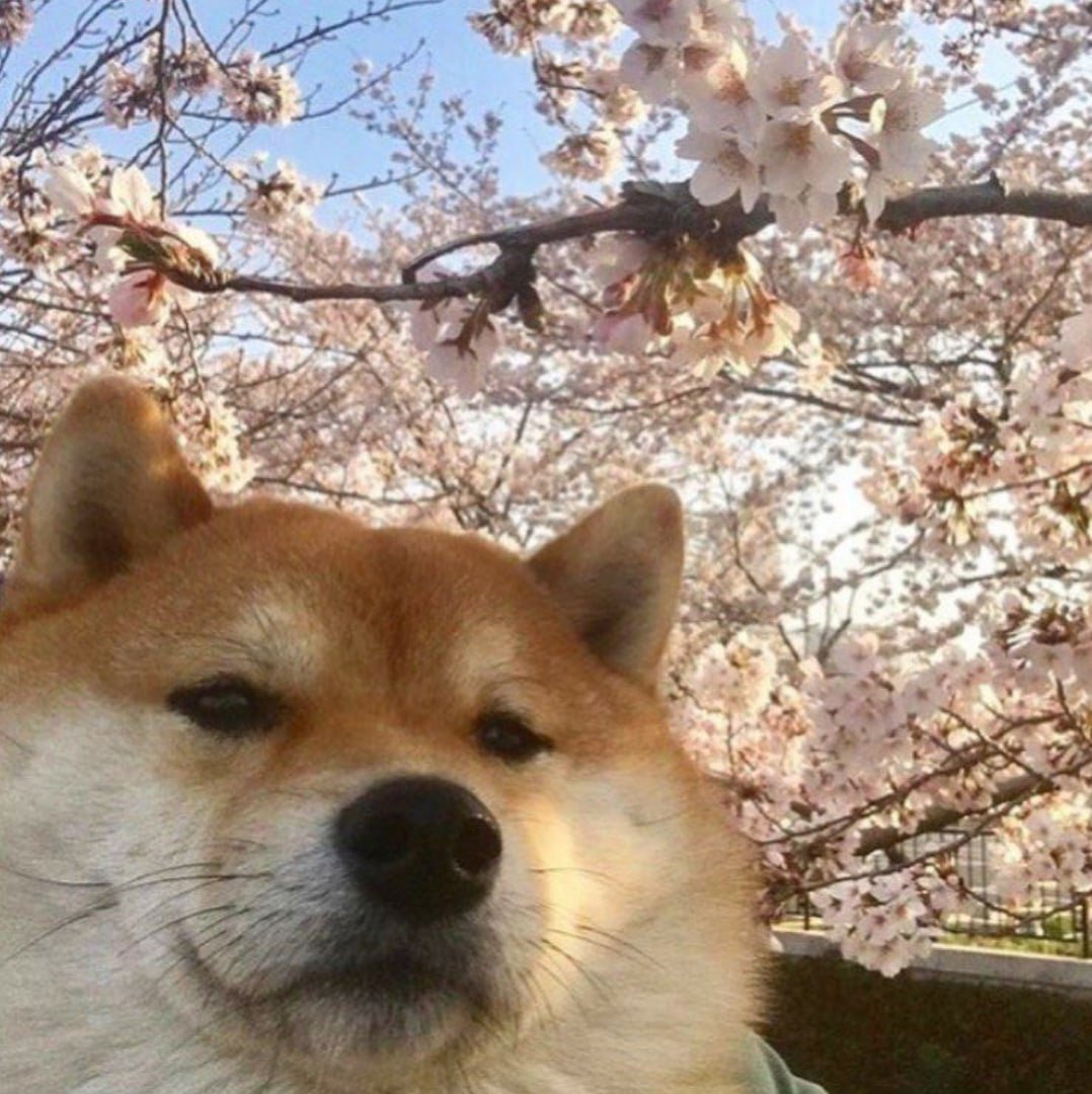 Сиба ину щенок