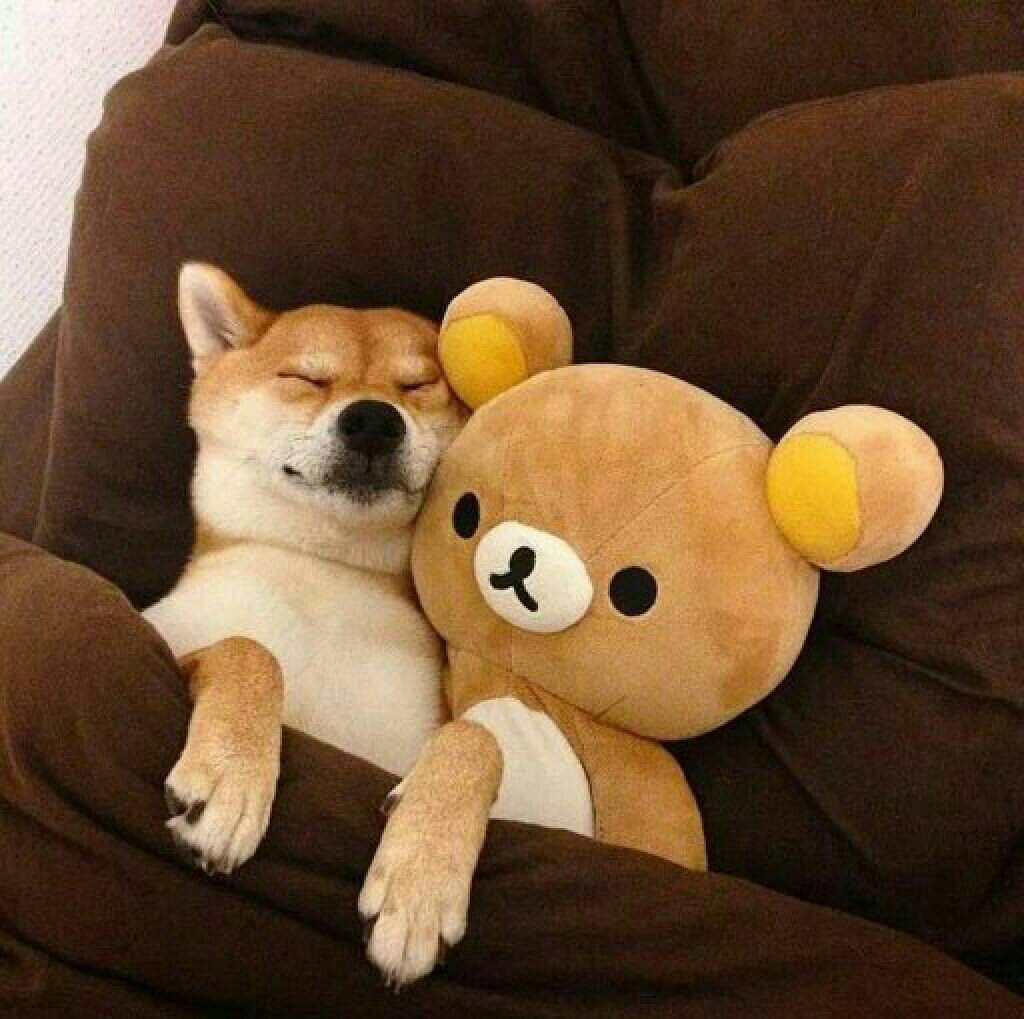 Авы Джоджо собаки Диего