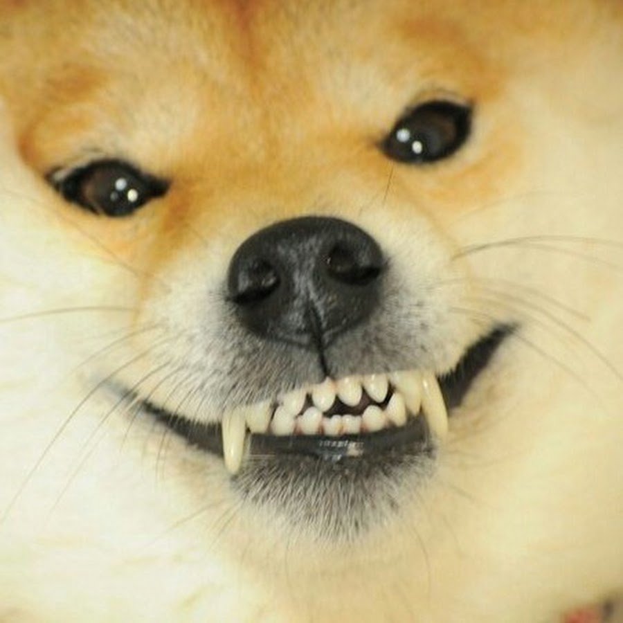 Собака с сигаретой в зубах