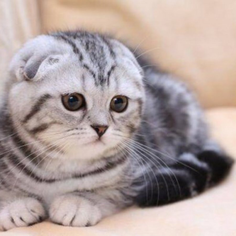 Шотландский вислоухий кот скоттиш фолд