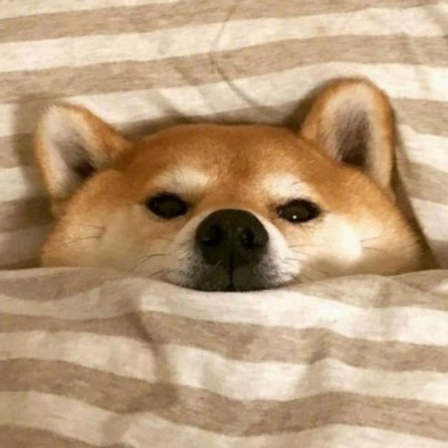 Шиба ину Эстетика