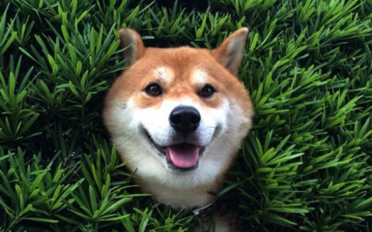 Шиба ину милые с травой