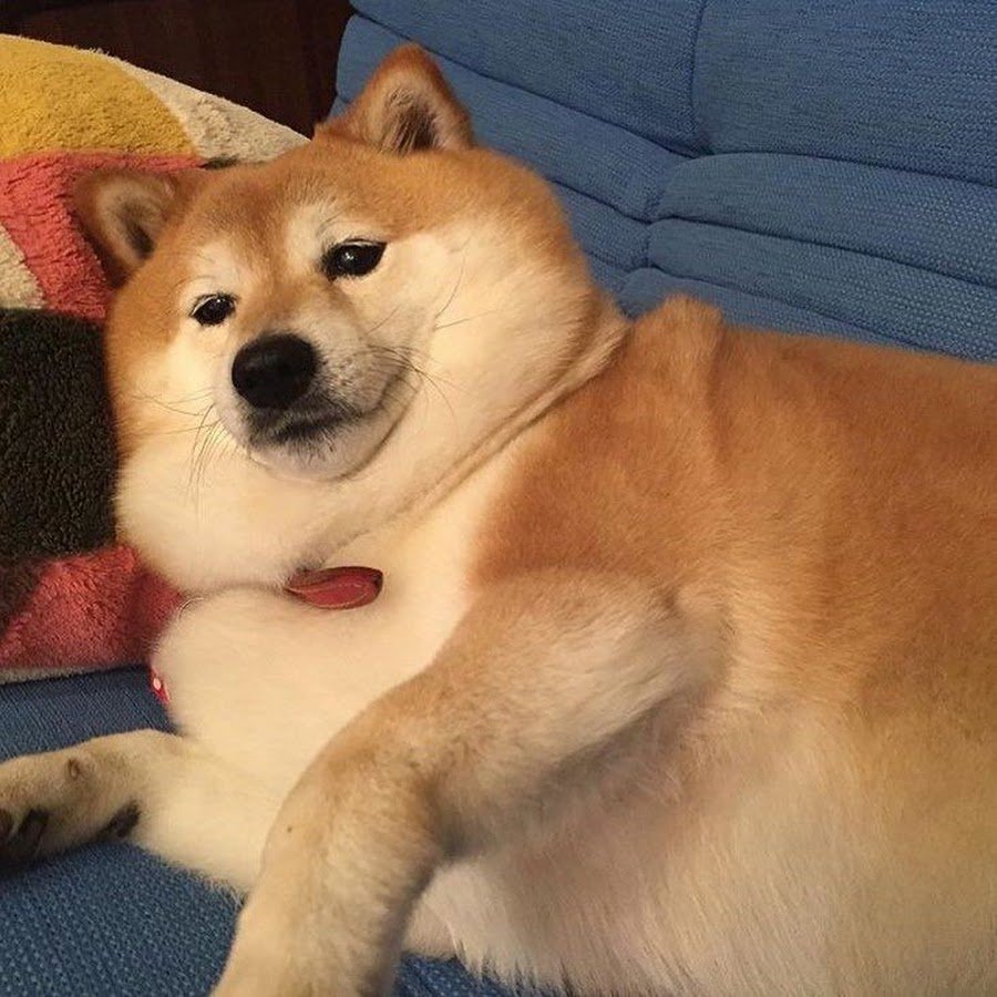 Сиба ину толстые