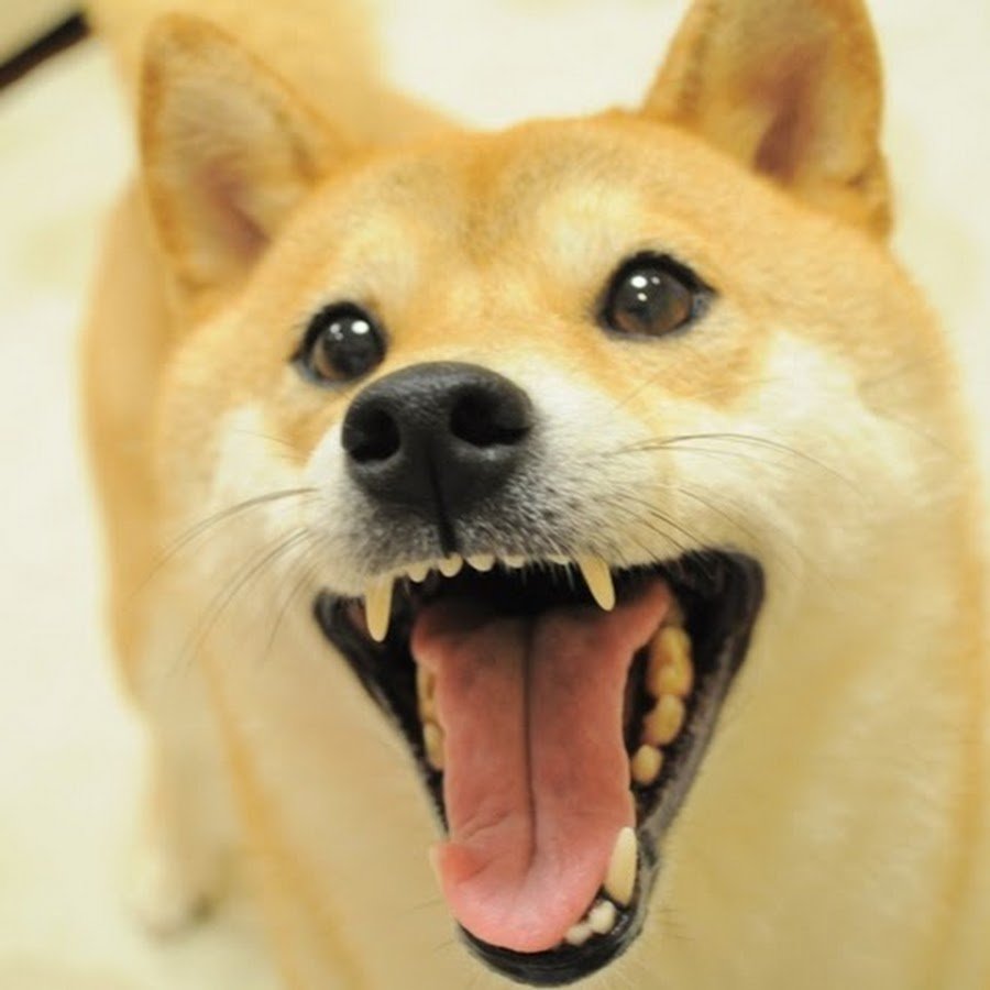 Собака сиба ину и Акита ину