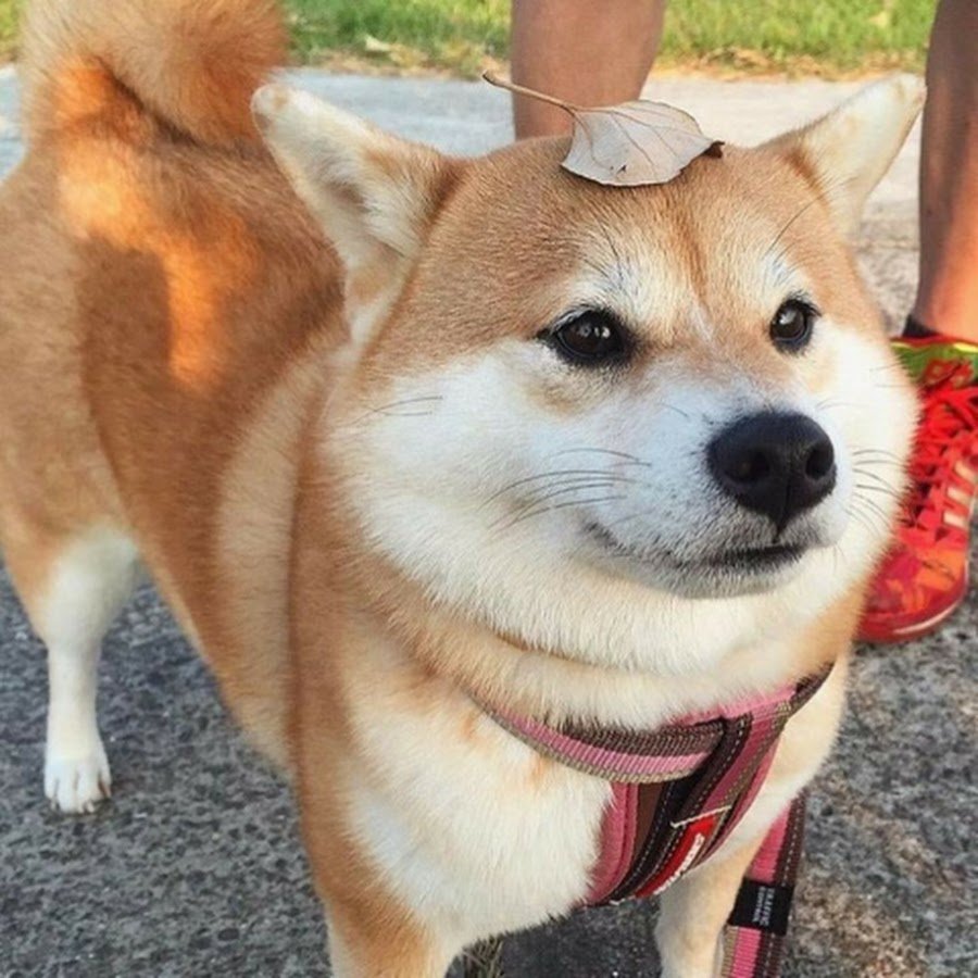 Сиба ину криптовалюта