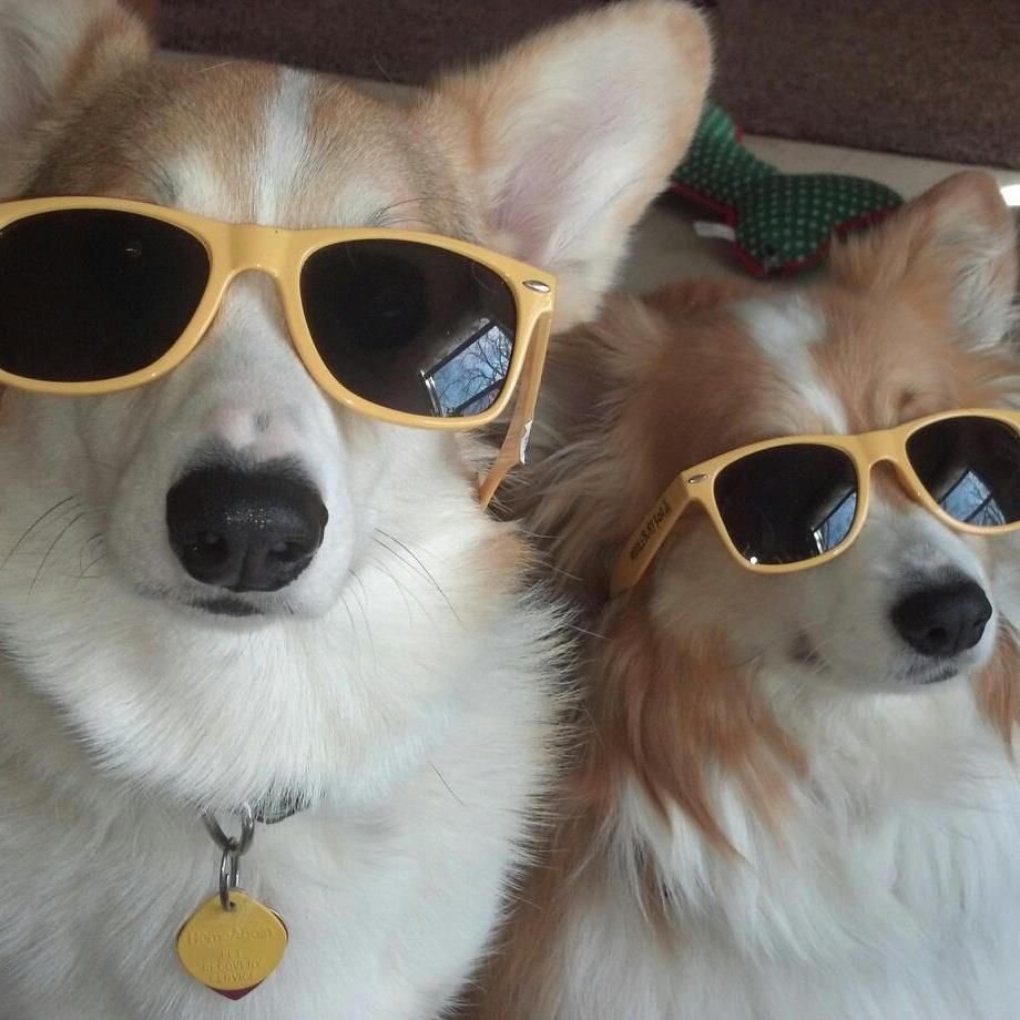 Собака лежит на животе