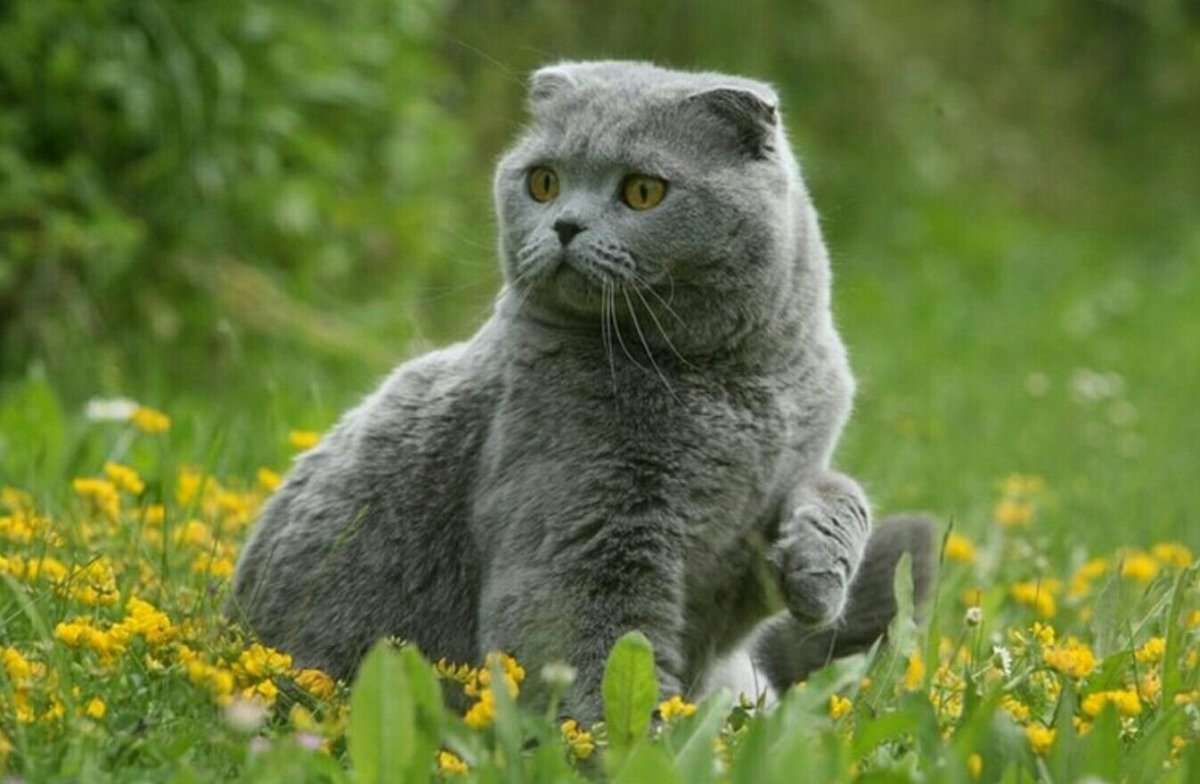 Шотландская вислоухая скоттиш фолд порода