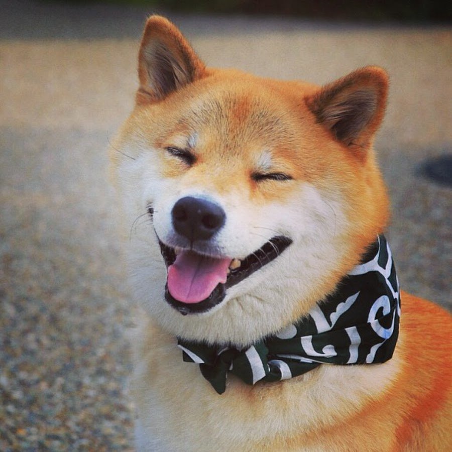 Пёсель и собакен