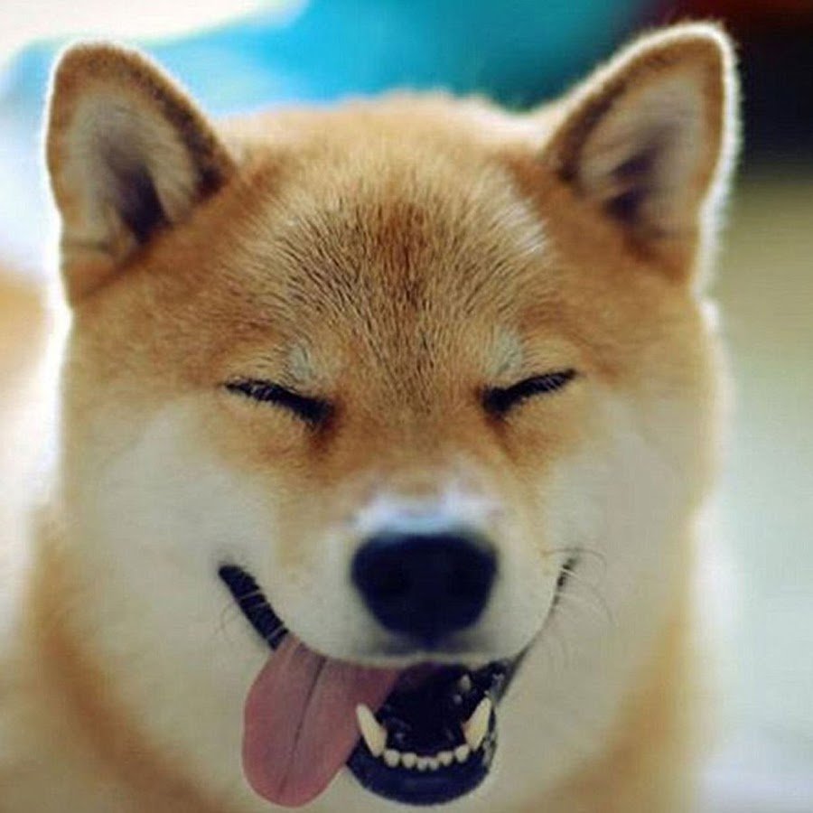 Собаки сохры