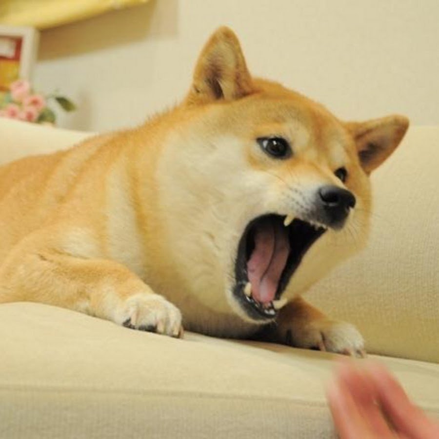 Сиба-ину Doge