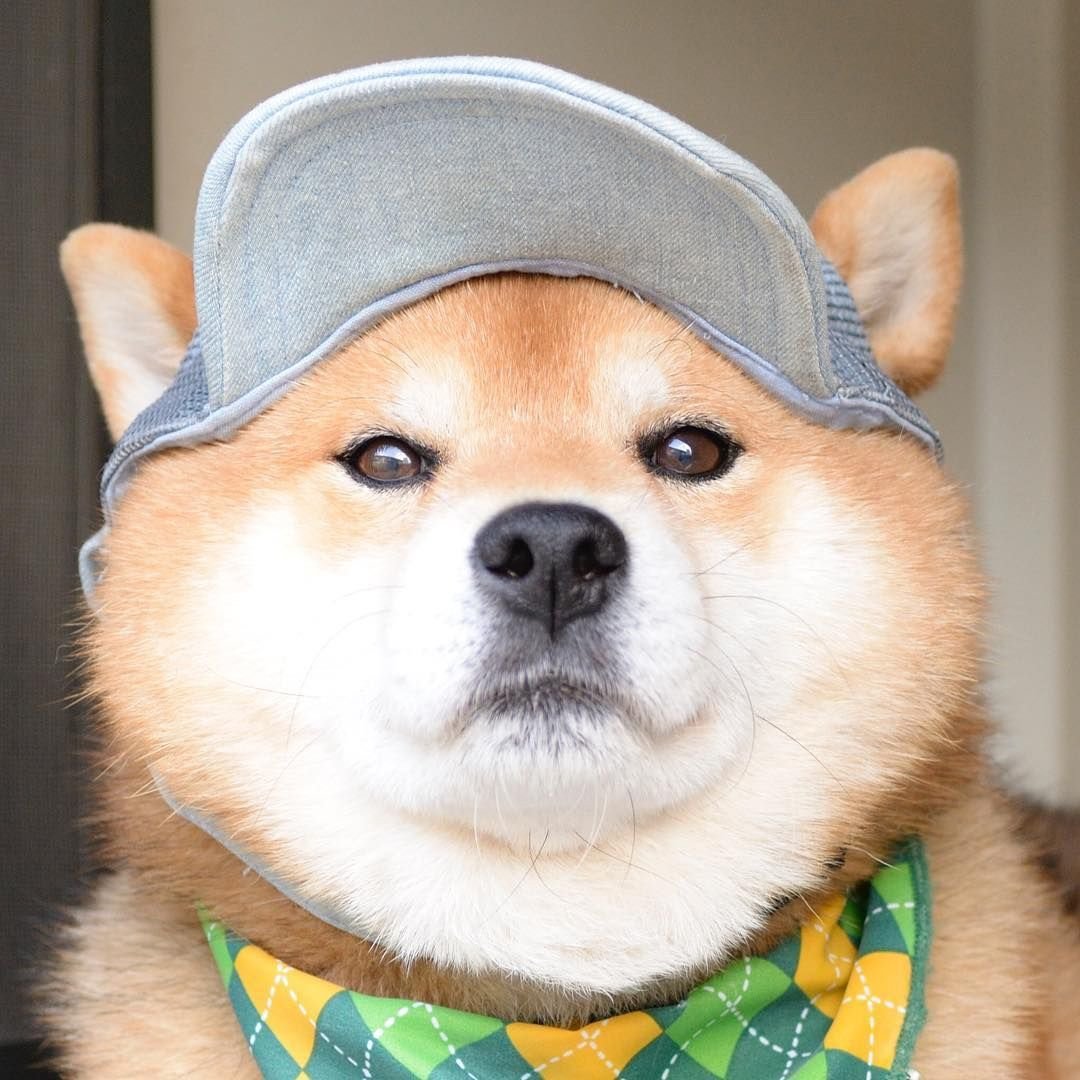 Собака в кепке