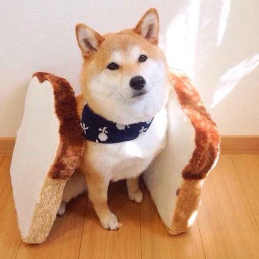 Животные с юмором