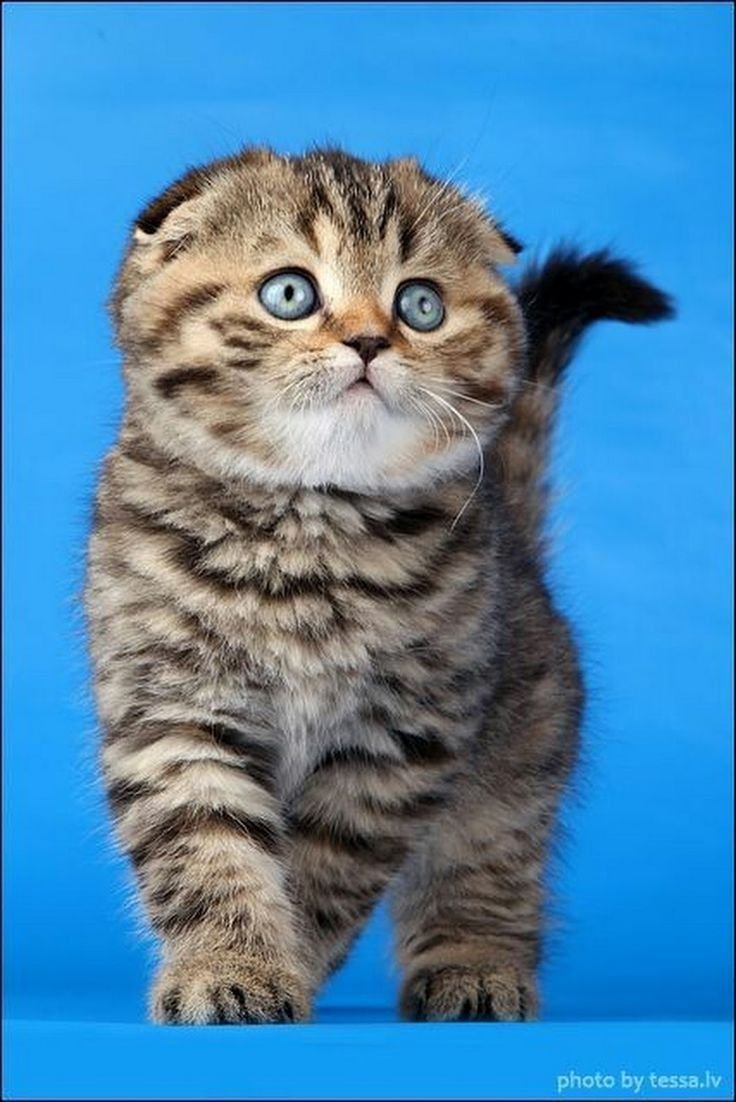 Бобтейл кот вислоухий