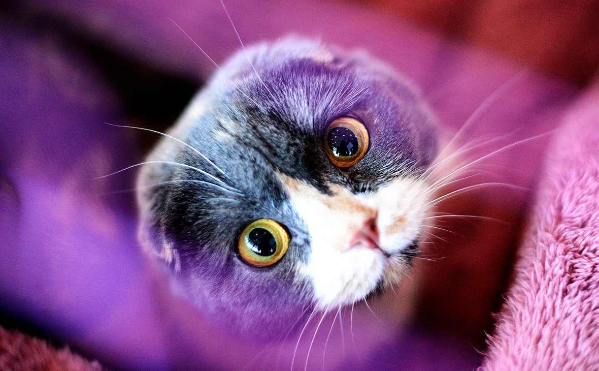 Шотландская вислоухая кошка