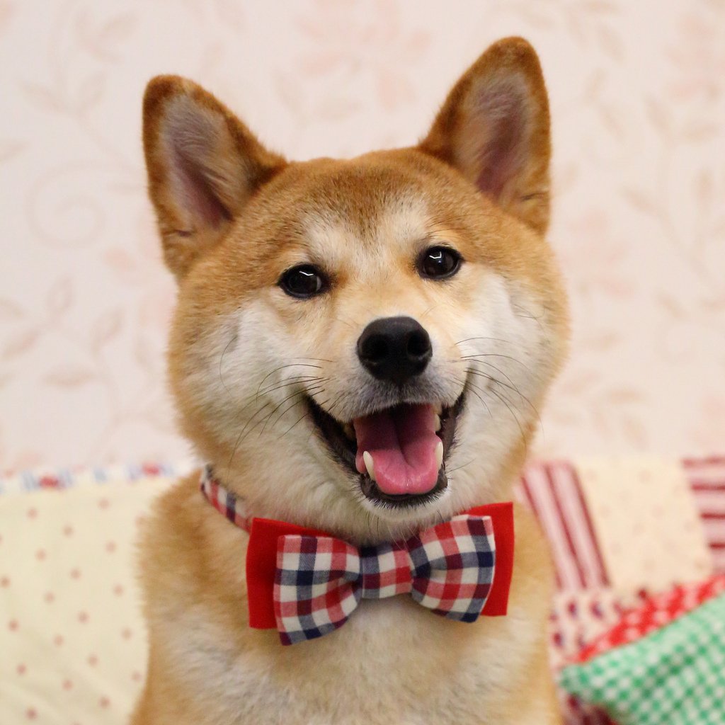 Голди собака Фени порода