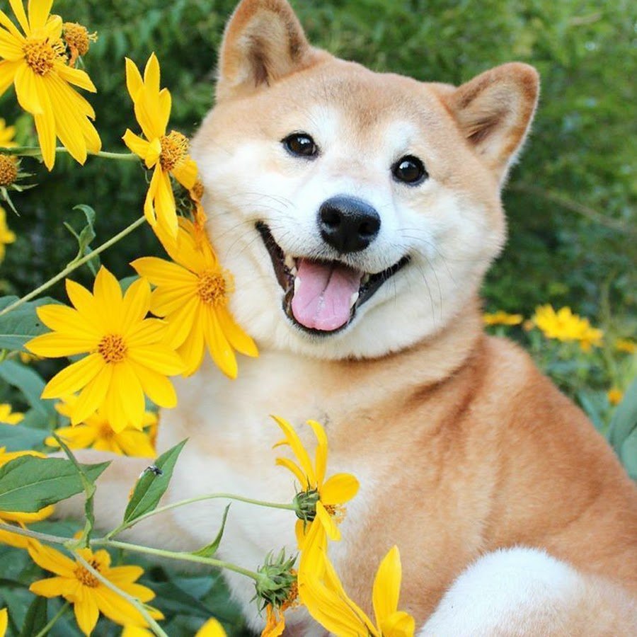 Шибер собачка сиба-ину