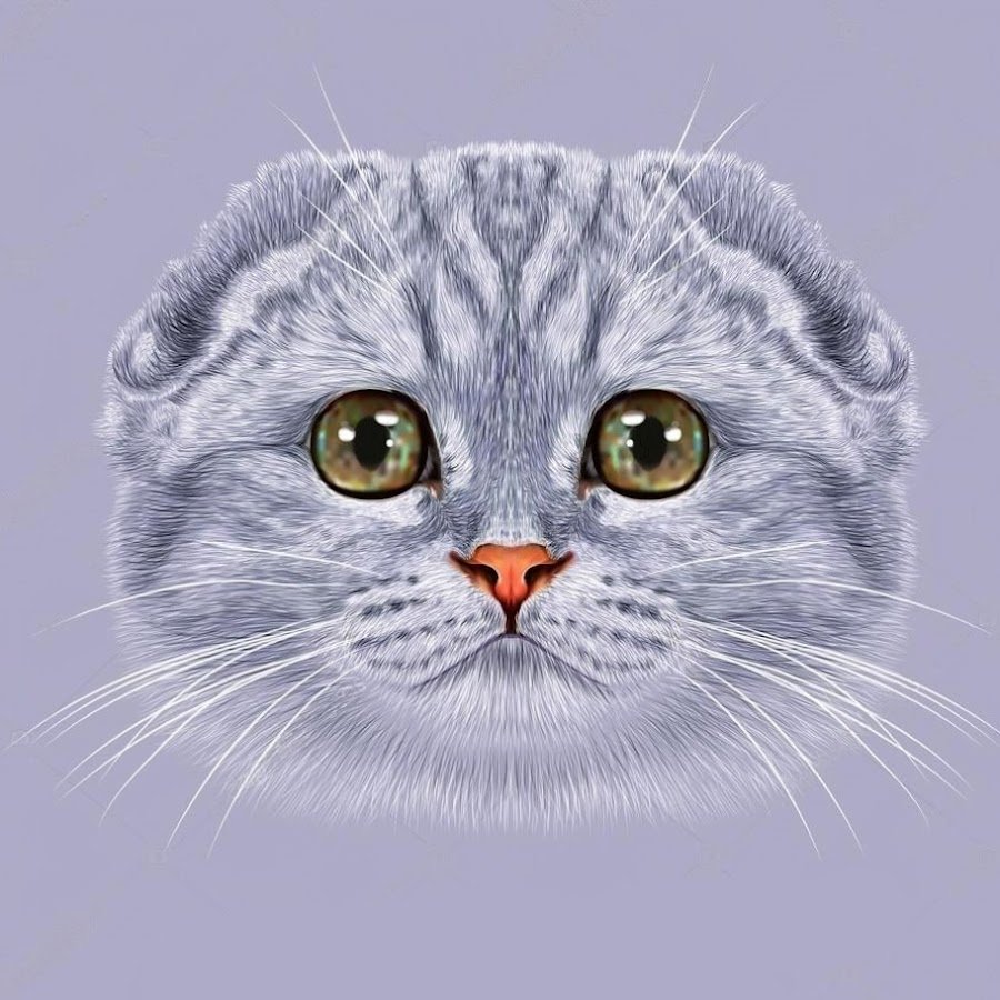 Сиа-фолд кошка