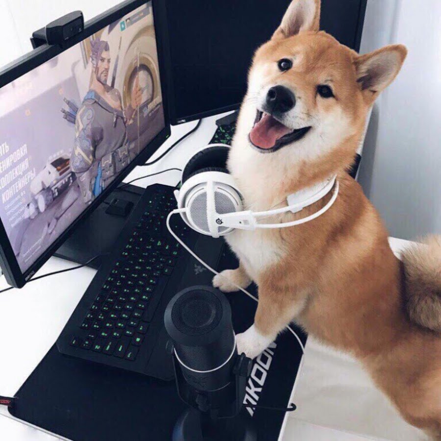 Сиба-ину Догги