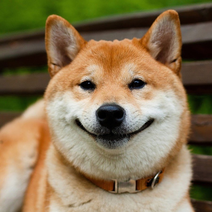 Собаки сохраненки